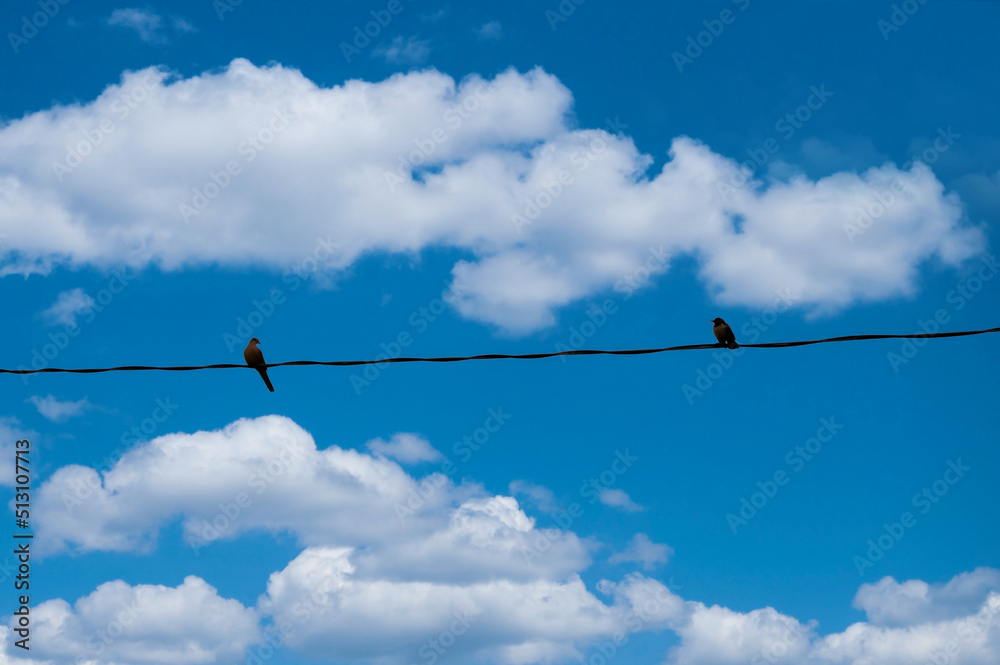 Two birds are sitting on the electric wire and staring at each other. Two birds are sitting on the electric wire and staring at each other.