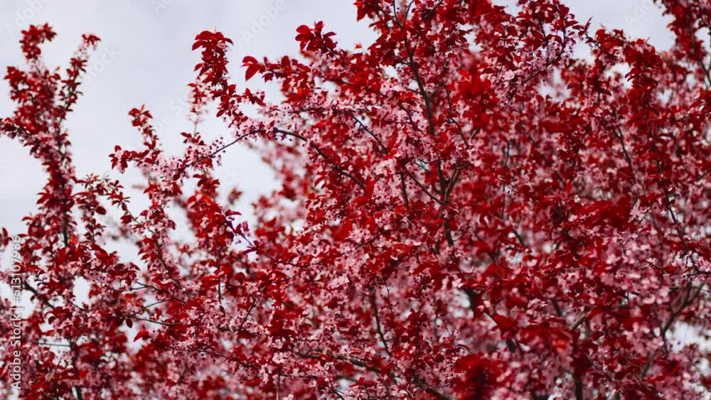 red blossoming tree. beauty of spring nature. walks around city. red blossoming tree. beauty of spring nature. walks around city.