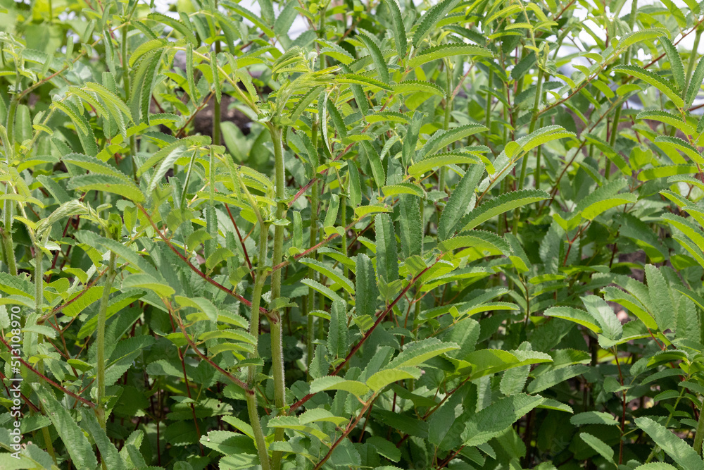 ワレモコウ(吾亦紅、吾木香、吾妹紅) 学名:Snguisorba officinalis 生薬名:チユ(地楡) ワレモコウ(吾亦紅、吾木香、吾妹紅) 学名:Snguisorba officinalis 生薬名:チユ(地楡)