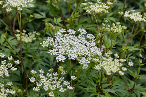 トウキ（当帰）の花（漢方薬の原料、日本原産、根を使用する）、日本、6月	
