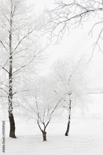 Wallpaper Mural Little trees with white frosty branches growing on meadow covered with big layer of snow with clear blue sky in background. Lovely winter full of white color. Torontodigital.ca