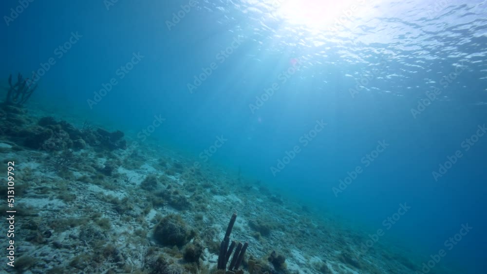 FPV style: Seascape with various fish, coral, and sponge in the coral reef of the Caribbean Sea, Curacao FPV style: Seascape with various fish, coral, and sponge in the coral reef of the Caribbean Sea, Curacao