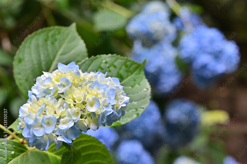 四国香川県三豊市の紫陽花あじさい 四国香川県三豊市の紫陽花あじさい