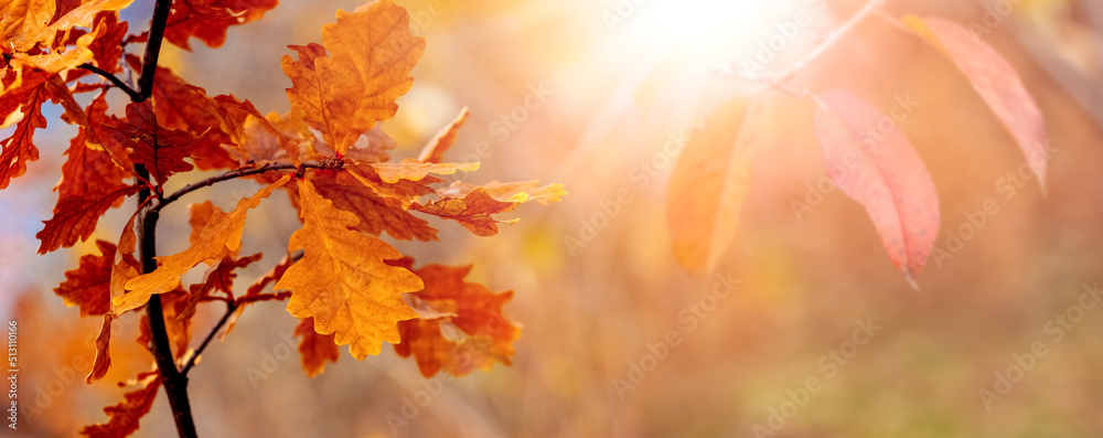 Orange dry oak leaves in the forest on a tree in sunny weather. Autumn background