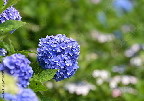 四国香川県三豊市の紫陽花あじさい