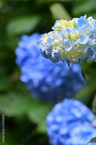 四国香川県三豊市の紫陽花あじさい