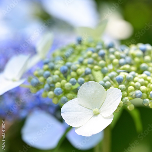 四国香川県三豊市の紫陽花あじさい