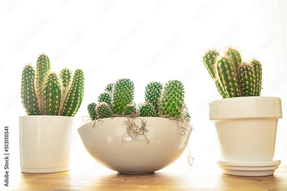 cactus home plant thorny succulents evergreen indoor flower in flower pot copy space flora background cactus home plant thorny succulents evergreen indoor flower in flower pot copy space flora background
