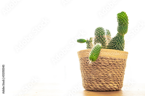 cactus home plant thorny succulents evergreen indoor flower in flower pot copy space flora background