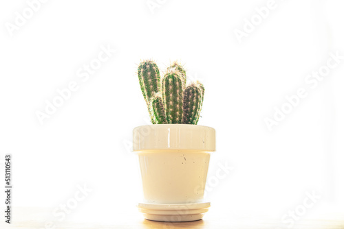 cactus home plant thorny succulents evergreen indoor flower in flower pot copy space flora background