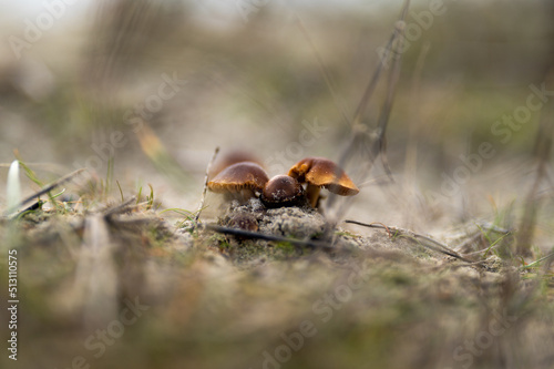 Close up of Mushrooms in the bush in Tasmania, Australia. © William