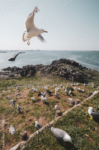 seagulls on the beach