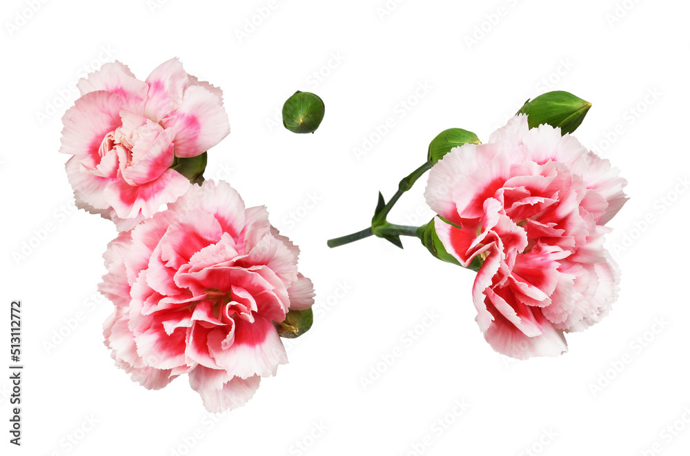 Set of red and white carnation flowers isolated Set of red and white carnation flowers isolated