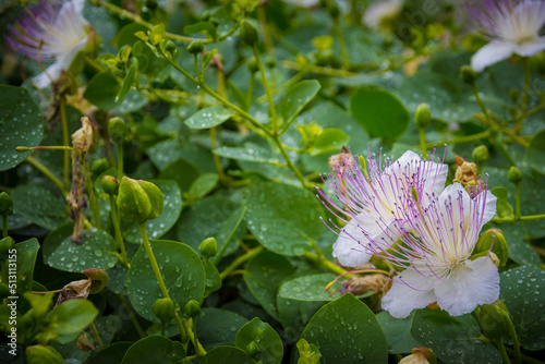 Close-up shot of Capparis spinosa, the caper bush, also called Flinders rose, a perennial plant photo