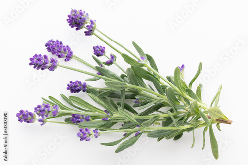 Lavender flowers on white background.