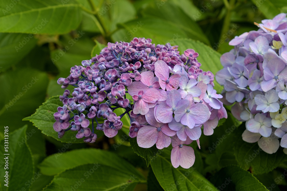 ホンアジサイの半分がウズアジサイに変化したような花