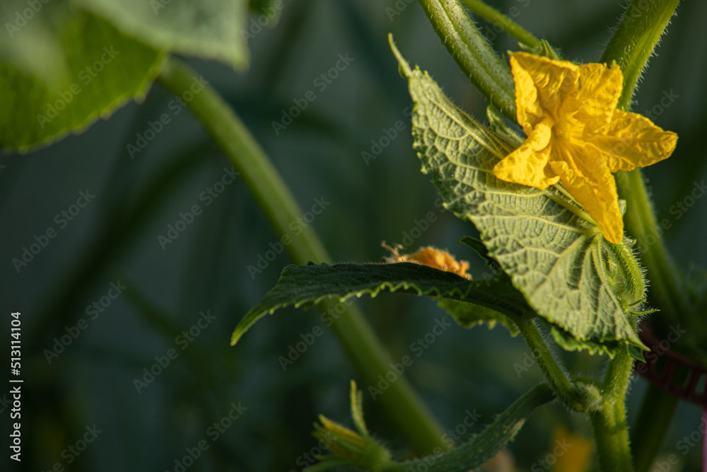 New cucumber seedlings with small cucumbers and flowers. Greenhouse cucumbers with yellow flowers