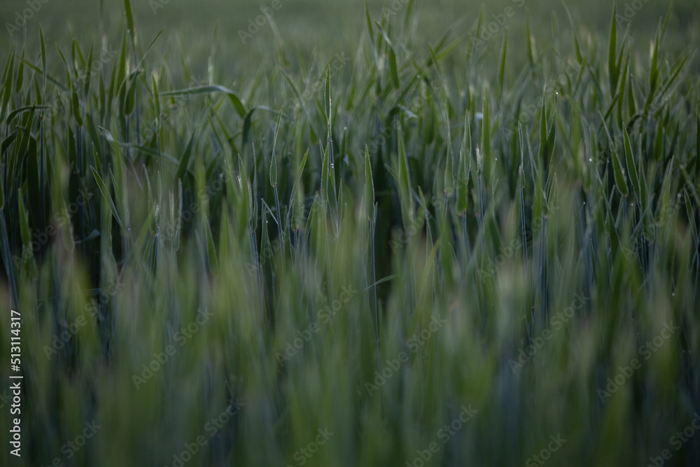 Barley cultivated meadows in the morning. Farm with barley grains Barley cultivated meadows in the morning. Farm with barley grains