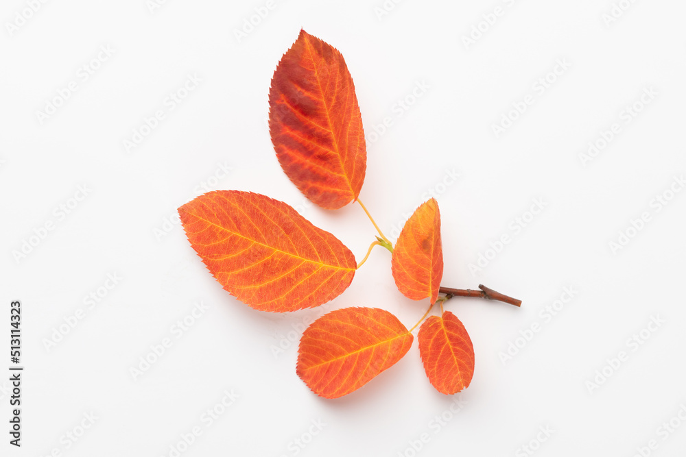 Obraz premium Autumn maple leaves isolated on white background.