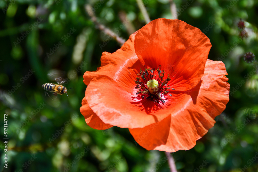 Bees fly on poppy flowers and pollinate them
Bees fly on poppy flowers and pollinate them