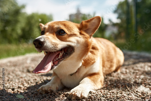 Concentrated Corgi dog lay on gravel road in park