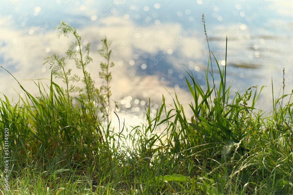Fototapeta premium Tall green grass, countryside scenery