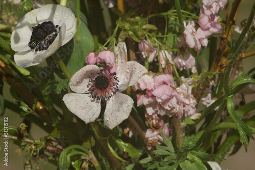 white flowers with dew drops