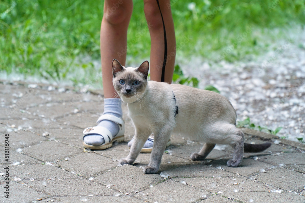 Siamese or Thai kitten walking in the park. Cat on a harness.