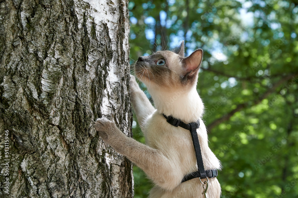 Siamese or Thai kitten climbed a birch. Siamese or Thai kitten climbed a birch.