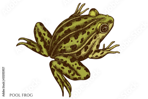 Mysterious forest hand drawn vector illustrations collection. Colored pool frog.