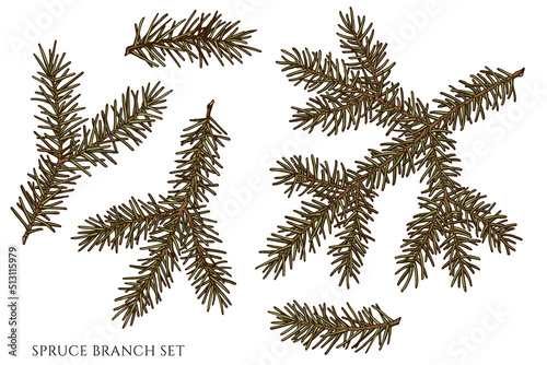 Mysterious forest hand drawn vector illustrations collection. Colored spruce branch.