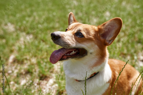 Close up of cute Corgi dog on green lawn in park
