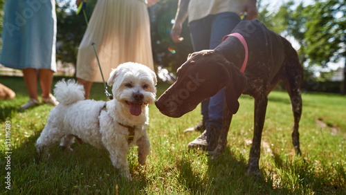 Photography Dogs get know each other during walk with owners