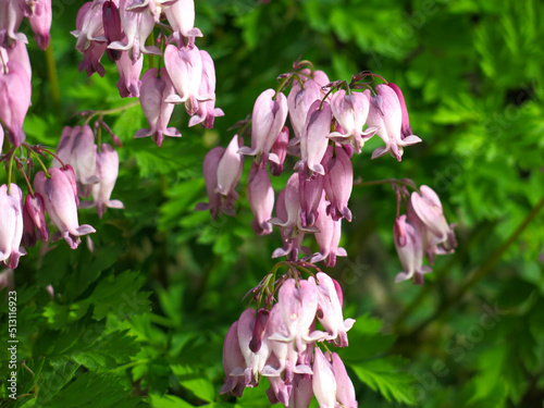 Dicentra blooms with pink flowers in the form of a heart