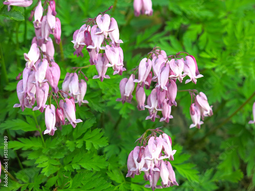 Dicentra blooms with pink flowers in the form of a heart