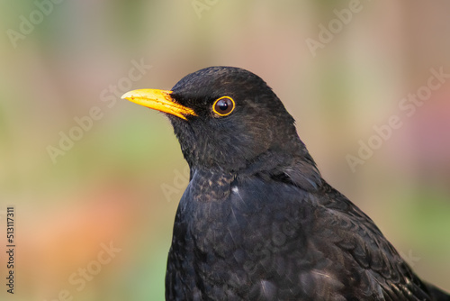 a portrait of a male blackbird