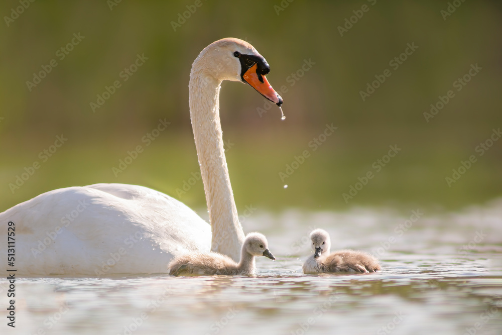 a swan and its chicks are swimming on a lake a swan and its chicks are swimming on a lake