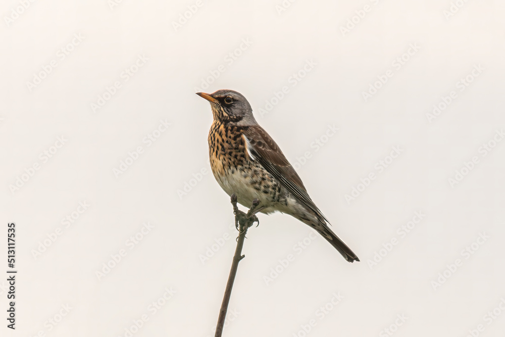 Fototapeta premium a fieldfare sitting on a branch