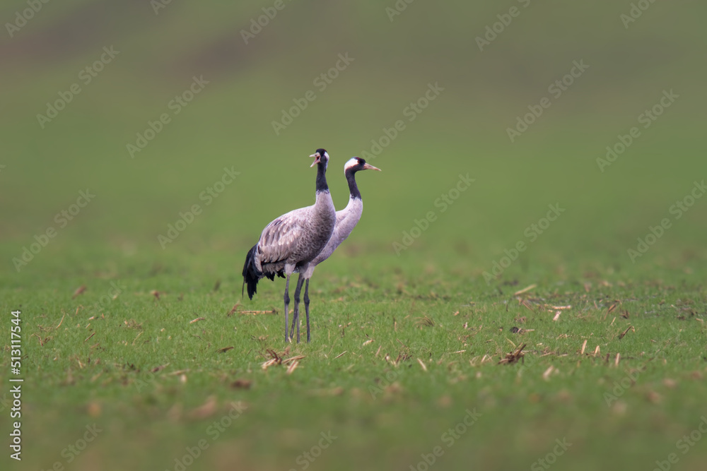 two cranes stands on a green field two cranes stands on a green field