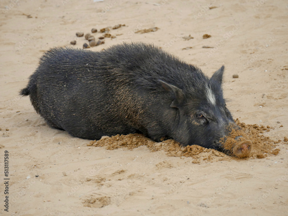 Pig roaming freely in Indian village rural areas.