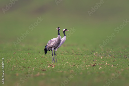 two cranes stands on a green field