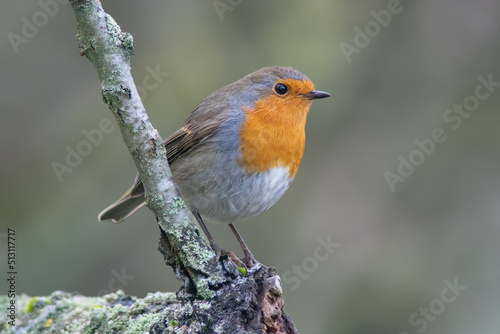 a robin sits on a branch