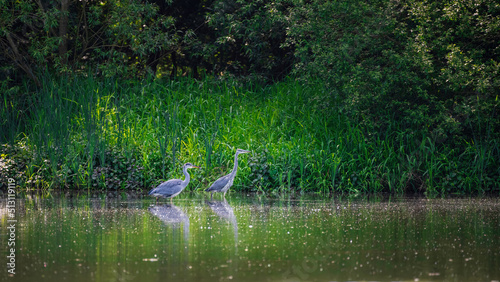 Flock of Grey Herons Ardea Cinerea birds in lush green bush and trees at edge of lake in Spring landscape