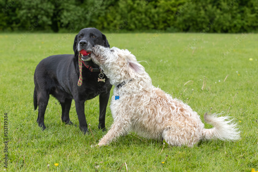 Black Labrador with red toy in the mouth and white labradoodle having fun at the dog park Black Labrador with red toy in the mouth and white labradoodle having fun at the dog park