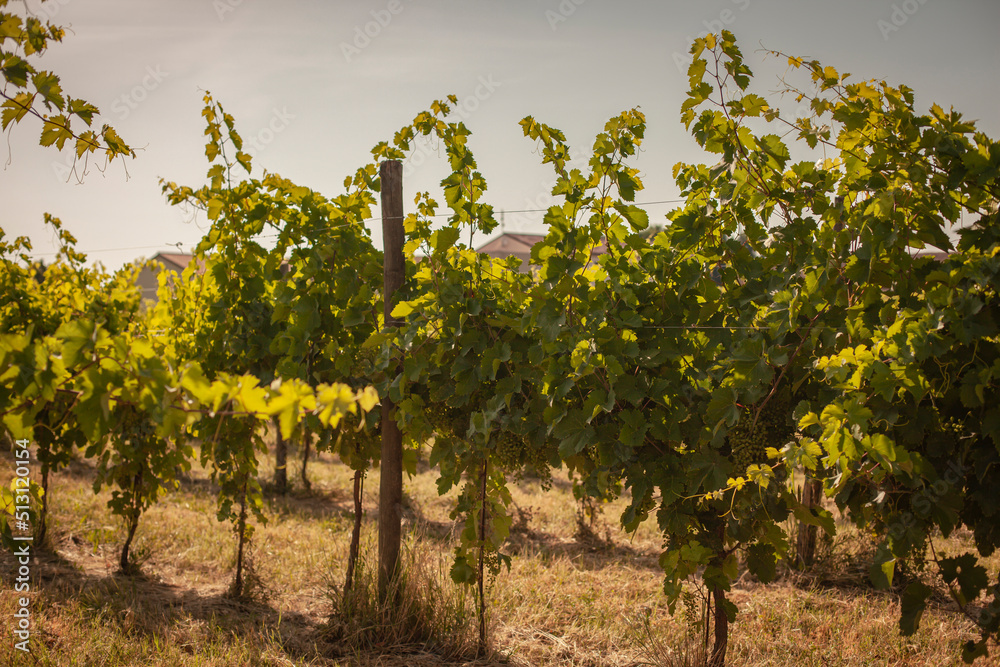Italian vineyard detail