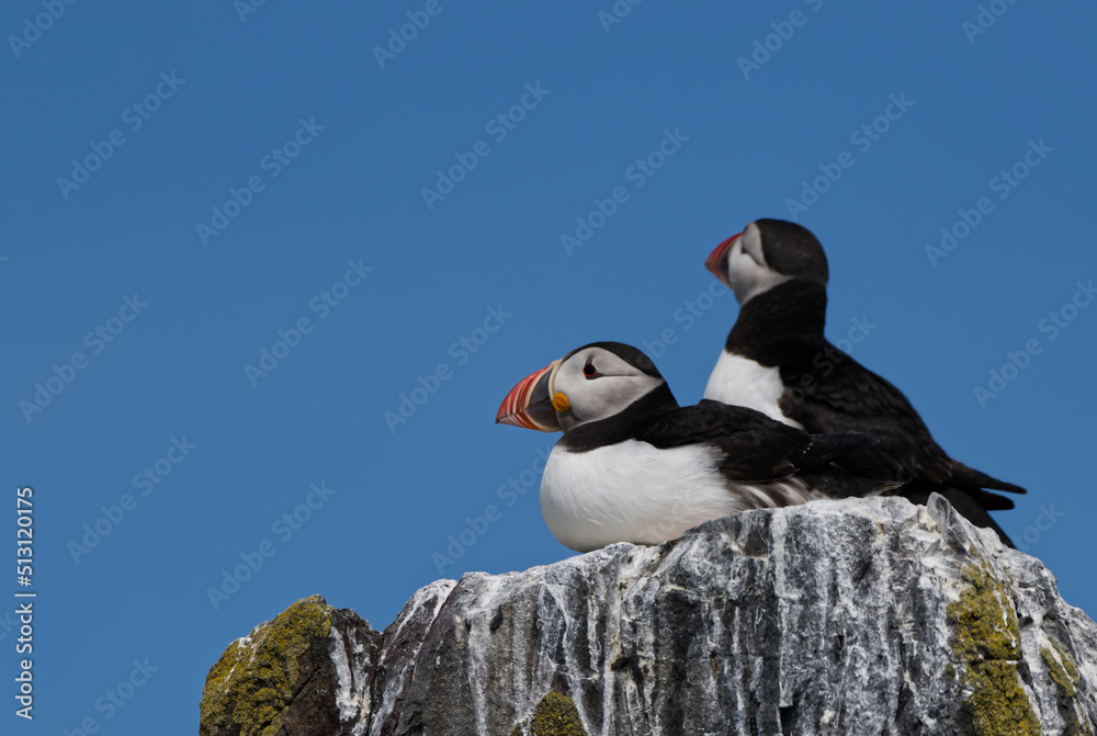 Fototapeta premium A pair of puffins at the cliff edge