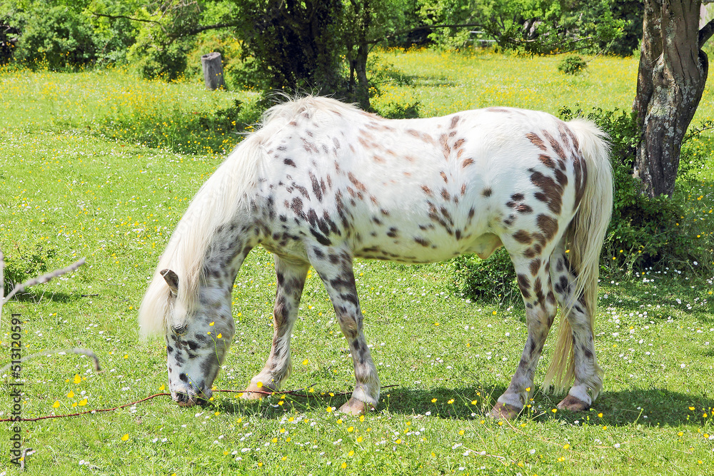 A dappled white pony calmly grazes on a green grass.