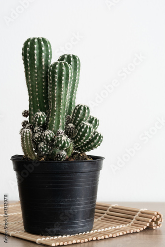 Peanut Cactus (Echinopsis chamaecereus) Echinopsis cactus and young shoots in black pots plastic on wooden table and white wall.