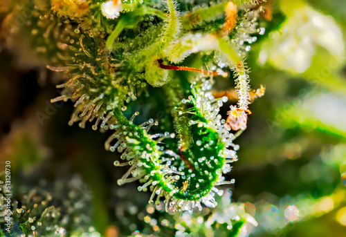 Extreme macro shot of Royal Gorilla cannabis strain buds and flowers.