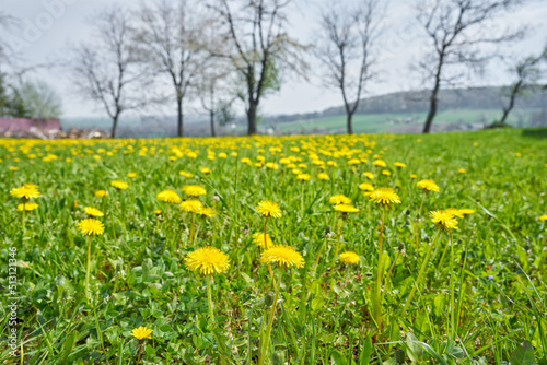 Spring meadow with dandelions flower.